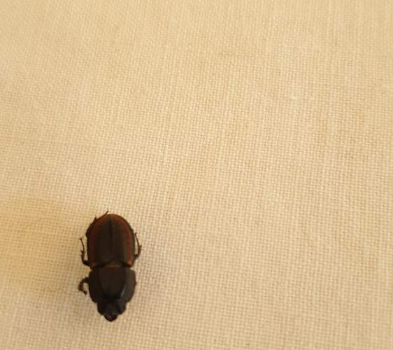 Escarabajos escarabeidos -  