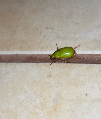 Escarabajo Joyero - Chrysina chrysina