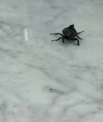 escarabajo estercolero (Phanaeus sp.) - Phanaeus 