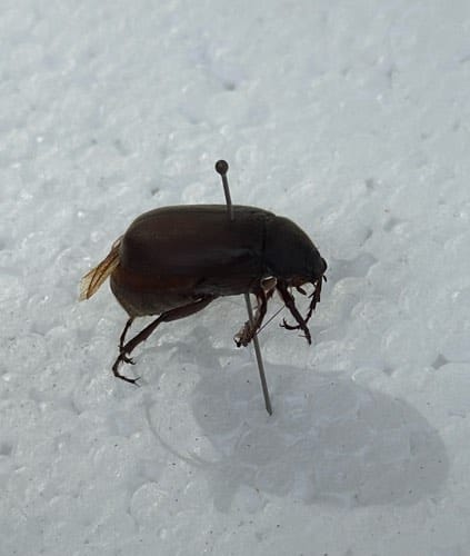 Gallina ciega - Phyllophaga 