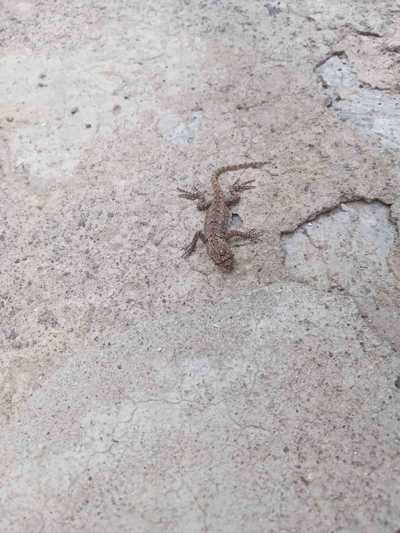 Eslizón de arena -  scincus