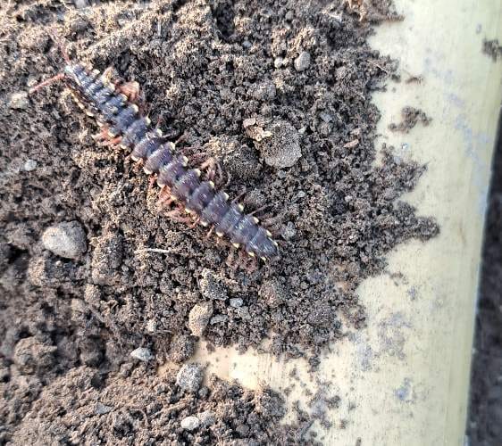 Escolopendra (Ciempiés gigante) -  