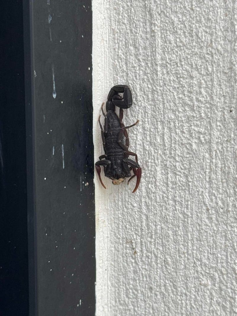 Escorpión (Alacrán) - Centruroides