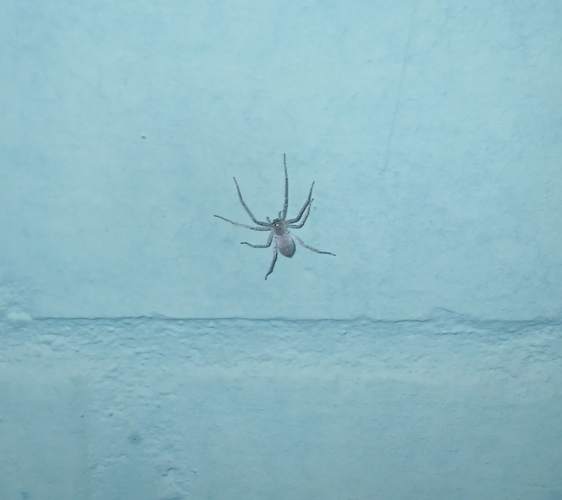 araña cazadora de cuerpo aplanado (Scytodes) - Scytodes globula