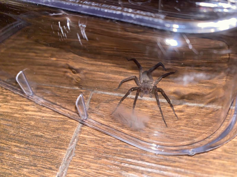 Araña reclusa - Loxosceles 
