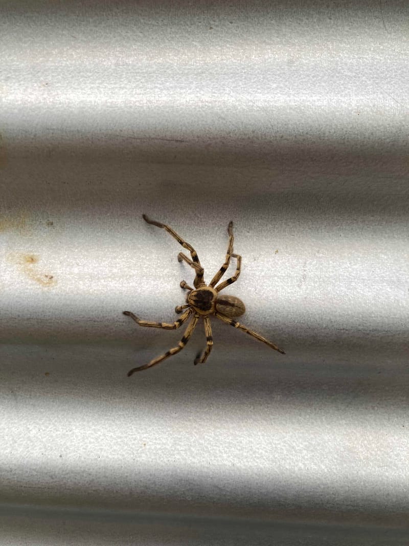 Araña cangrejo gigante -  