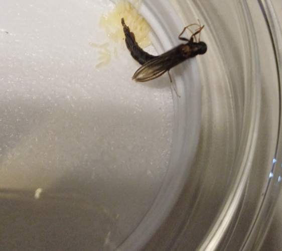 Mosca soldado -  