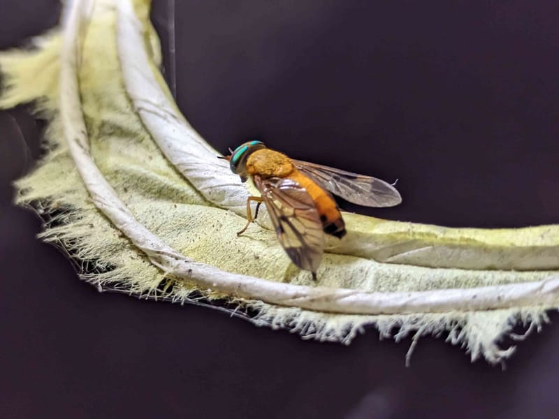 Mosca de caballo -  