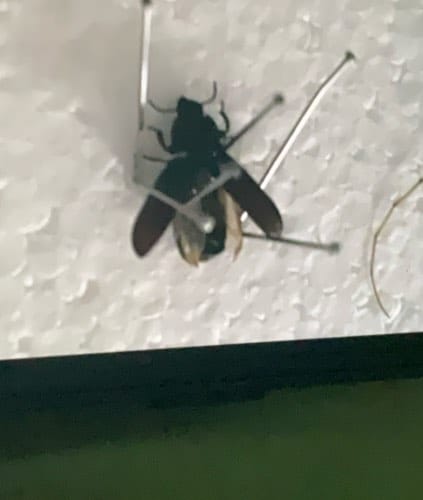 Mosca de los ciervos - Tabanus 