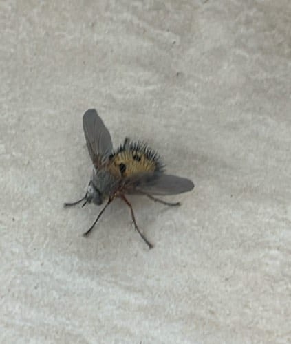 Mosca alguacil -  