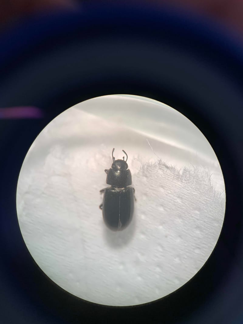 Escarabajo oscuro -  