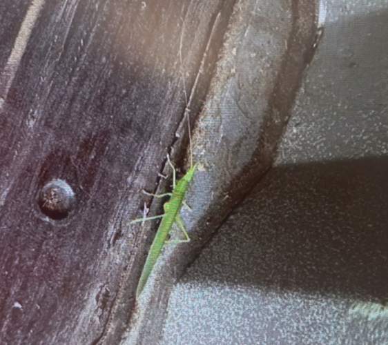 Tettigonia viridissima (Saltamontes verde) - viridissima
