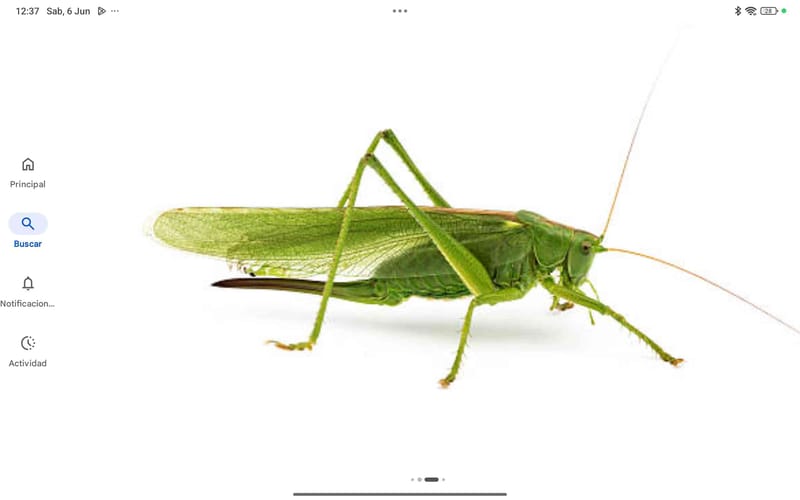 Gorrión Parásito (Tettigonia) - Tettigonia