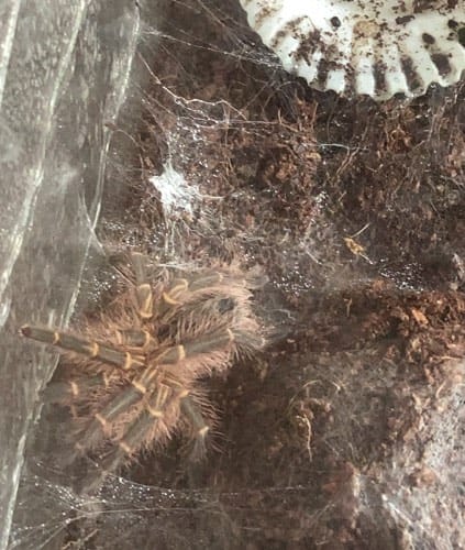Tarántula -  