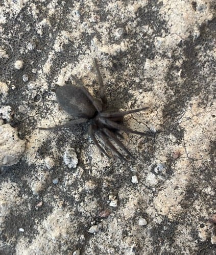 Tarántula de tierra - Aphonopelma 