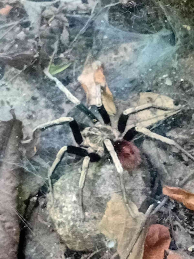 Tarántula gigante de Pamphobeteus - Pamphobeteus 