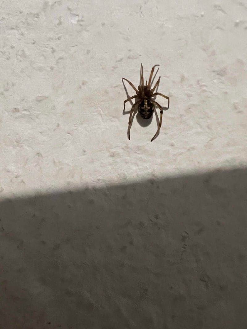 Araña de casa -  cavaticus