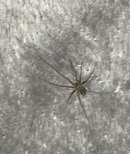 Araña del rincón (araña del recluso) -  spider