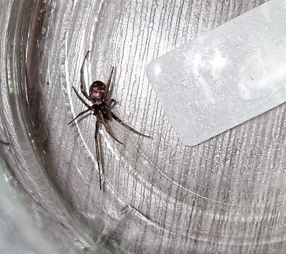 Viuda Negra - Latrodectus 