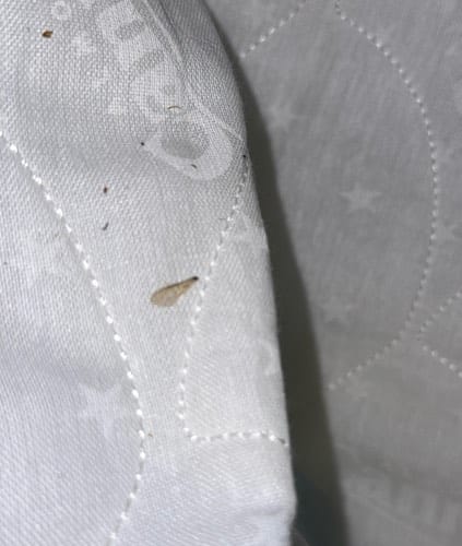 Polilla de la ropa - Tineola bisselliella