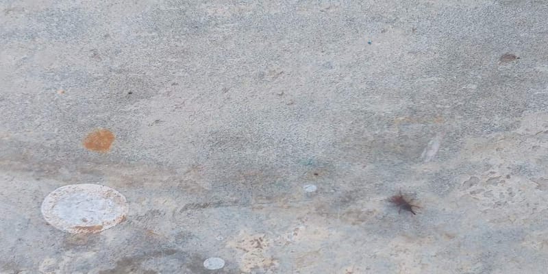 Desconocido sp. -  