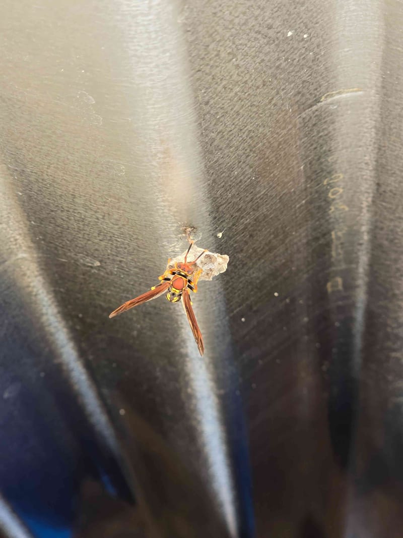 Avispa papelera - Polistes 